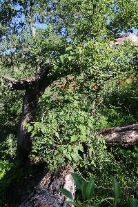 Matelea tristiflora image