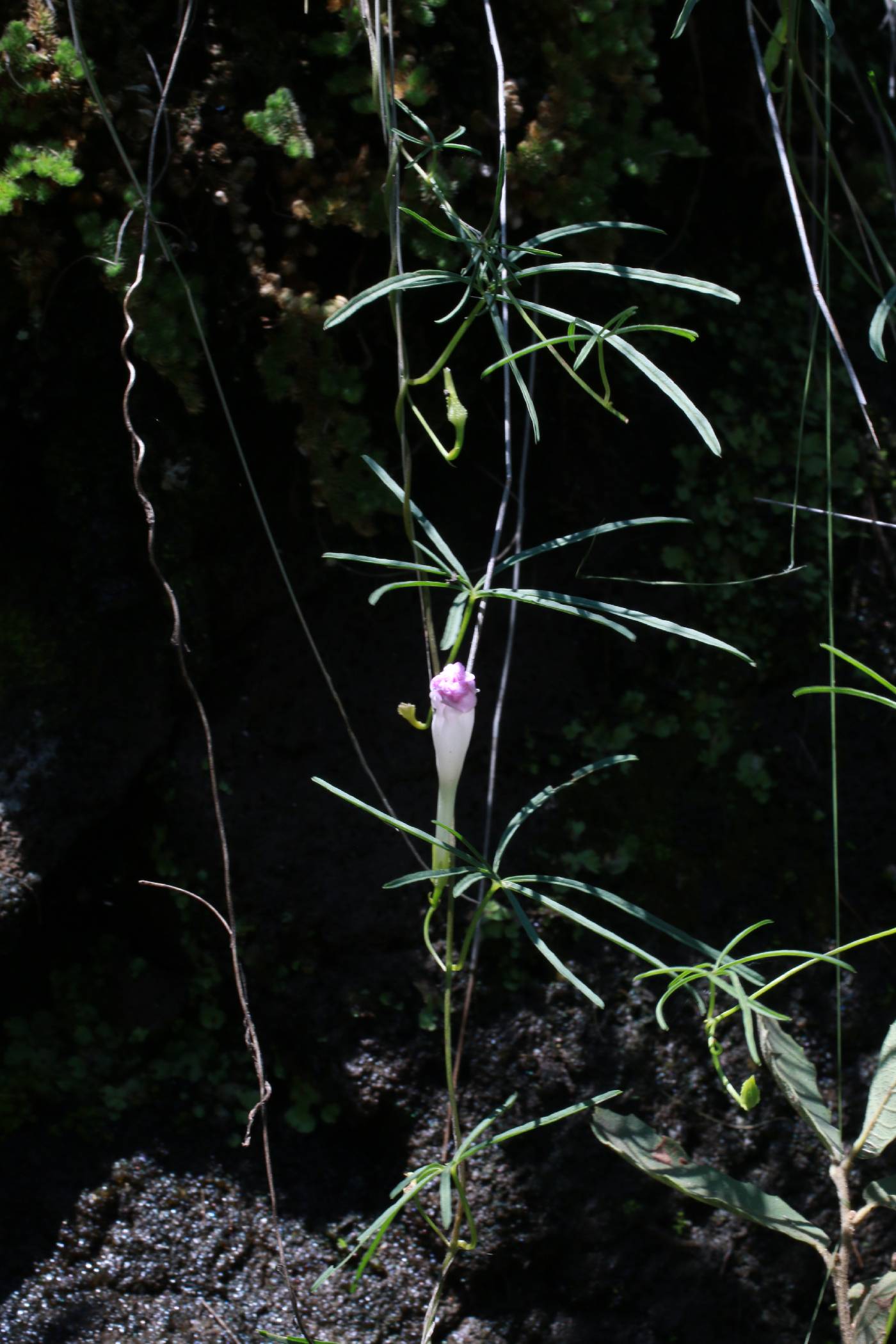 Ipomoea tenuiloba var. tenuiloba image