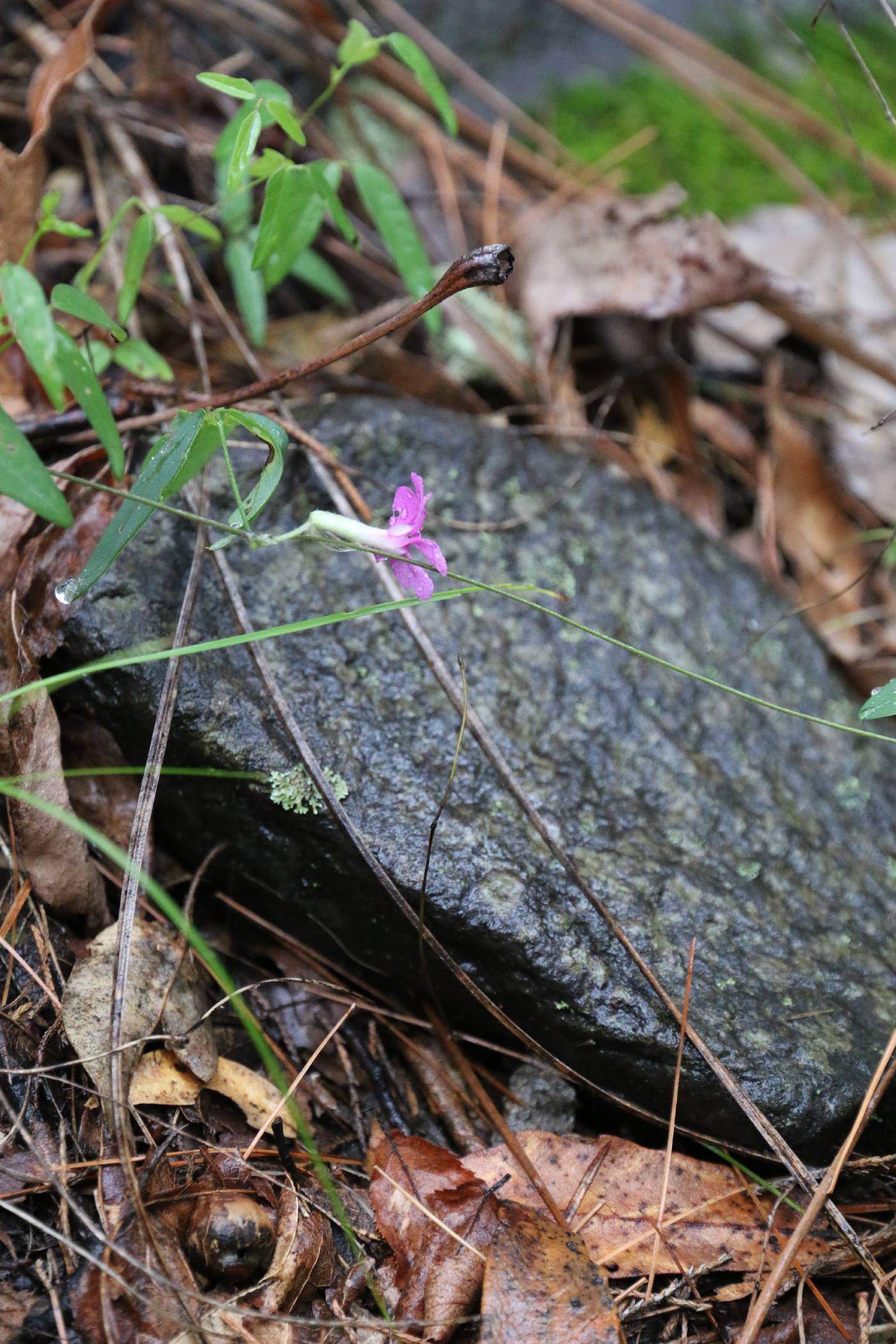 Cologania pallida image