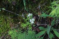 Sedum stelliforme image