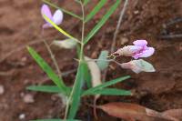 Lathyrus graminifolius image