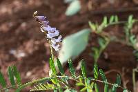 Vicia pulchella image