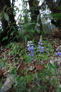 Lupinus argenteus image