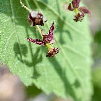 Ayenia jaliscana image