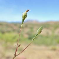 Phemeranthus parviflorus image