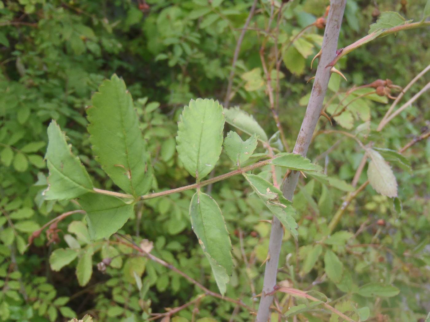 Rosa woodsii subsp. arizonica image