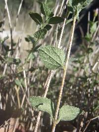 Brickellia parvula image