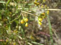 Galinsoga parviflora image