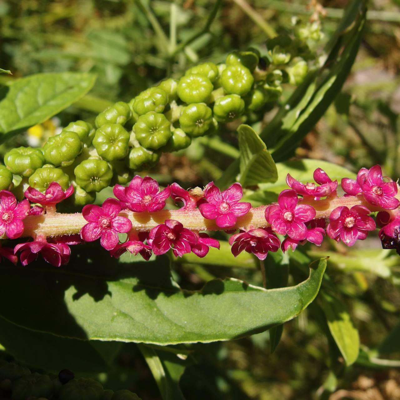 Phytolacca icosandra image