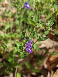 Scutellaria potosina var. tessellata image