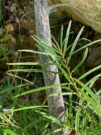 Asclepias angustifolia image