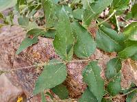 Aldama cordifolia image