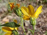 Aldama cordifolia image