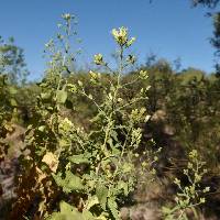 Brickellia floribunda image