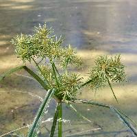 Cyperus odoratus image