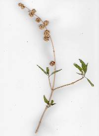 Buddleja sessiliflora image