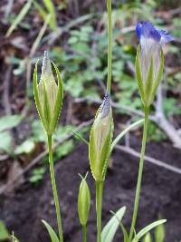 Gentianopsis macrantha image