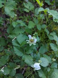 Rubus flagellaris image