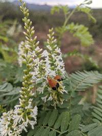 Eysenhardtia orthocarpa image