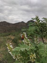 Eysenhardtia orthocarpa image