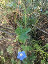 Ipomoea hederacea image