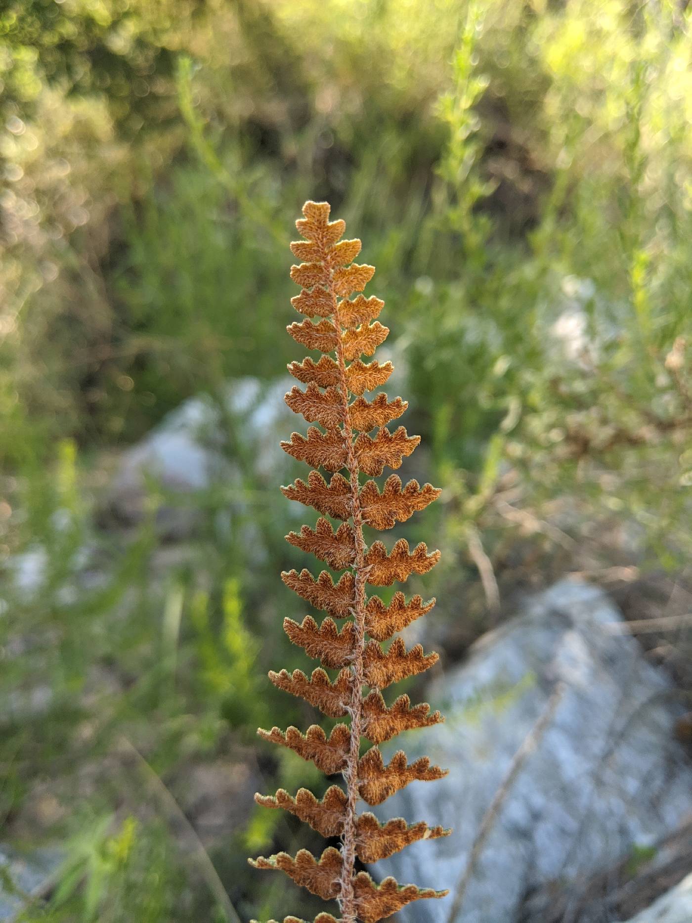 Astrolepis sinuata subsp. sinuata image