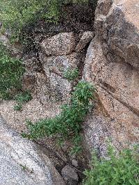 Buddleja sessiliflora image