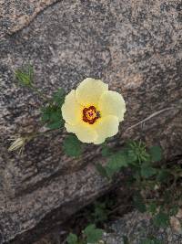 Hibiscus biseptus image