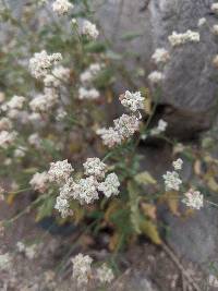 Eriogonum abertianum image