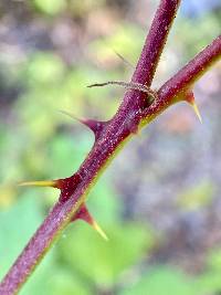 Rubus bifrons image