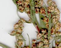 Artemisia dracunculus image