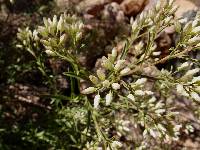 Baccharis thesioides image