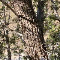 Juniperus arizonica image