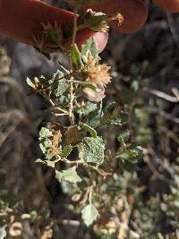 Brickellia baccharidea image