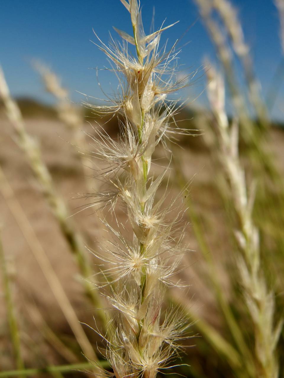 Pappophorum philippianum image