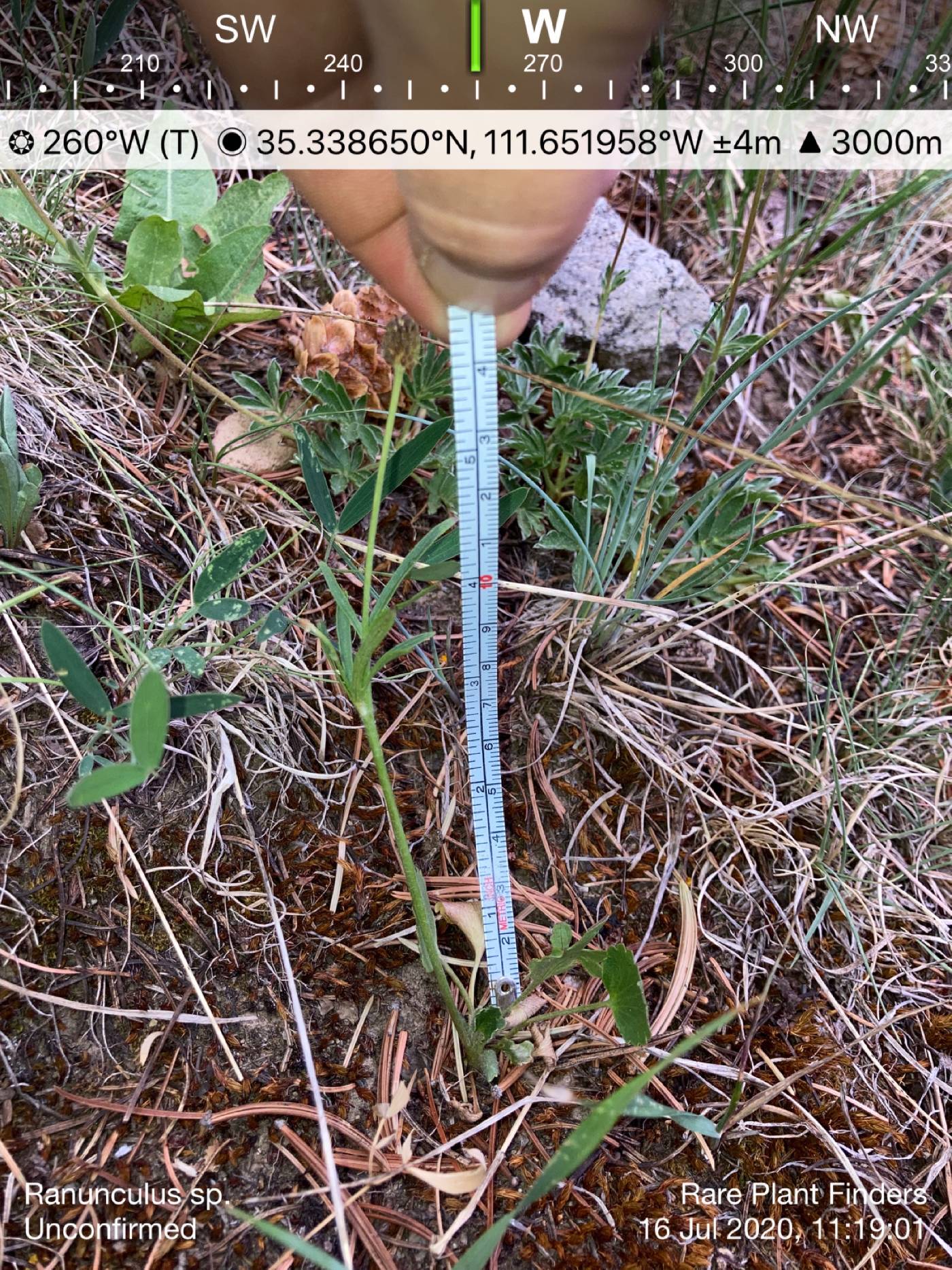 Ranunculus inamoenus var. inamoenus image