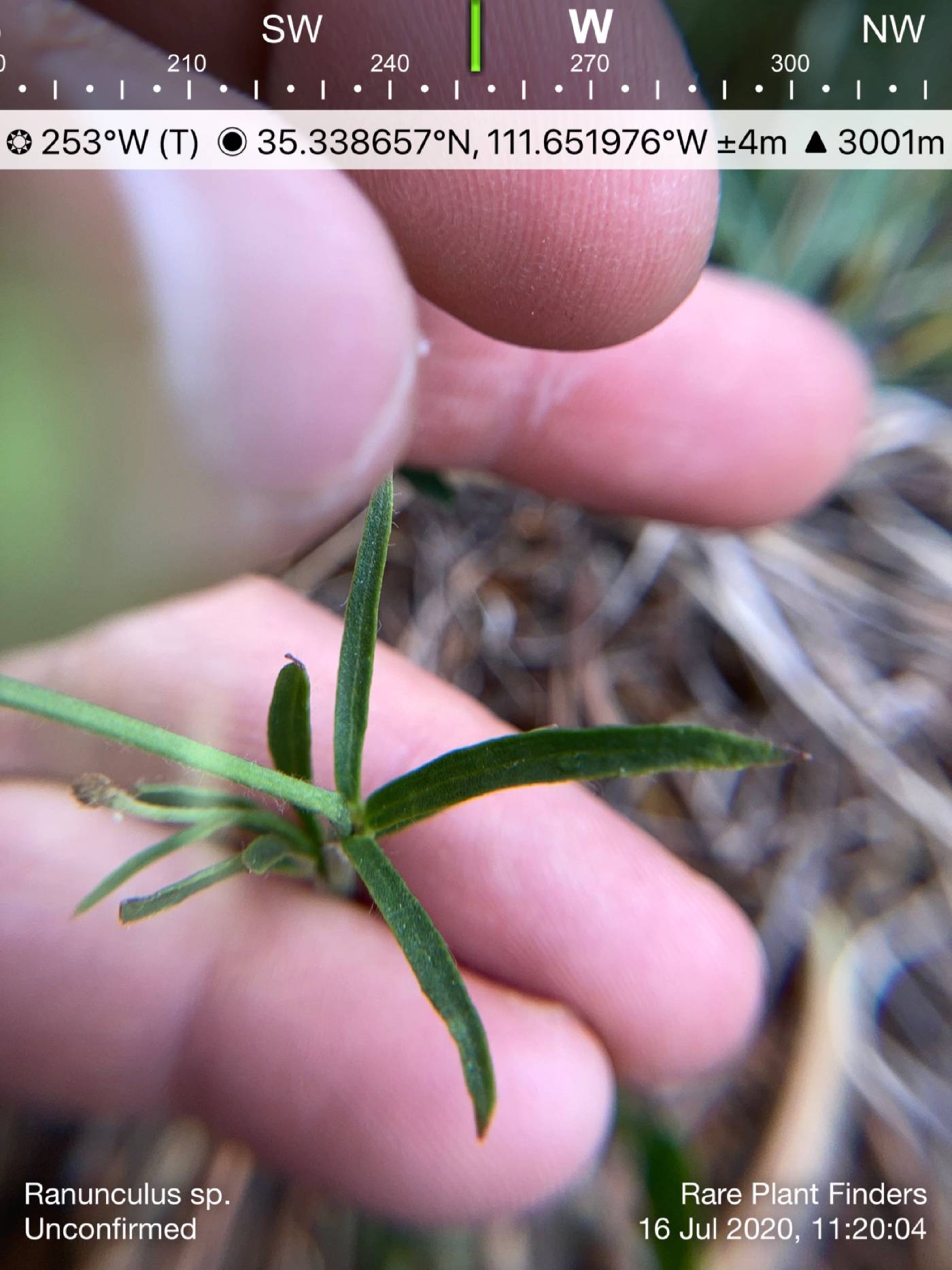 Ranunculus inamoenus var. inamoenus image