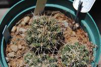 Image of Coryphantha sulcata