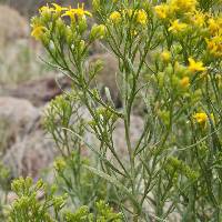 Gutierrezia sarothrae image