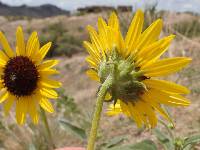 Helianthus petiolaris image