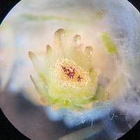 Lasiopogon glomerulatus image