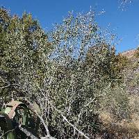 Ceanothus greggii image