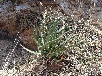 Agave schottii var. treleasei image