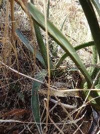 Agave schottii var. treleasei image