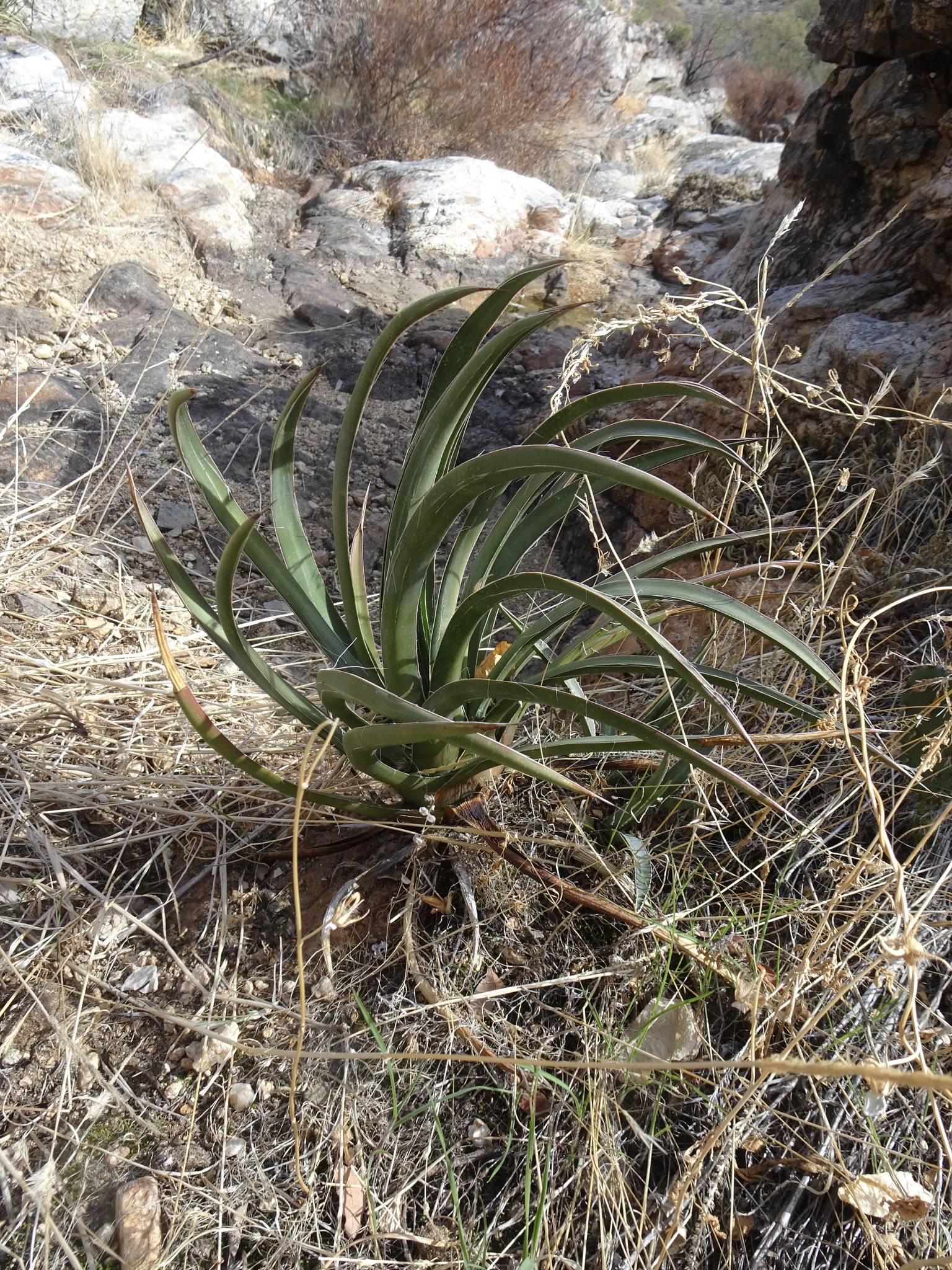 Agave schottii var. treleasei image