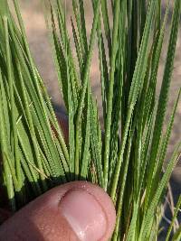 Agrostis scabra image