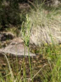 Juncus bufonius image