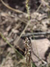 Poa fendleriana image