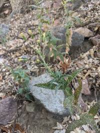 Brickellia amplexicaulis image