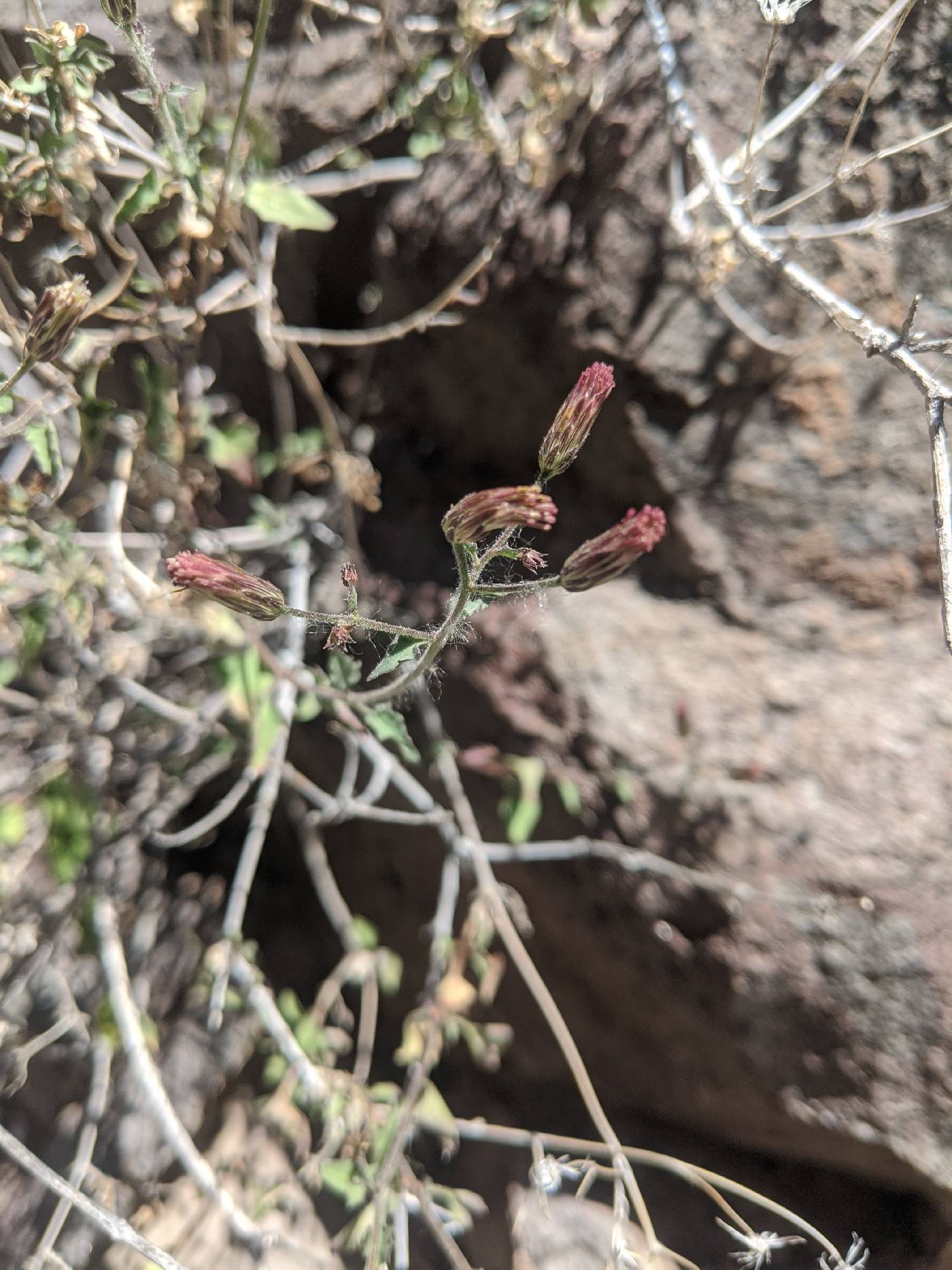 Brickellia coulteri var. brachiata image